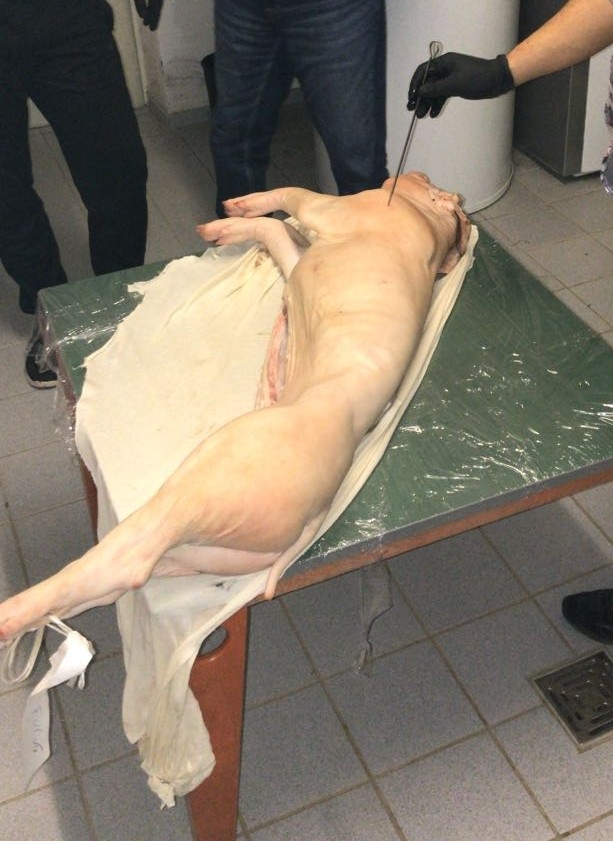 Vor dem Pökeln die Haut des Schweins in regelmäßigen Abständen stechen, damit das Salz in das Fleisch eindringen kann